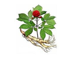 Raíz do ginseng para aumentar a potencia